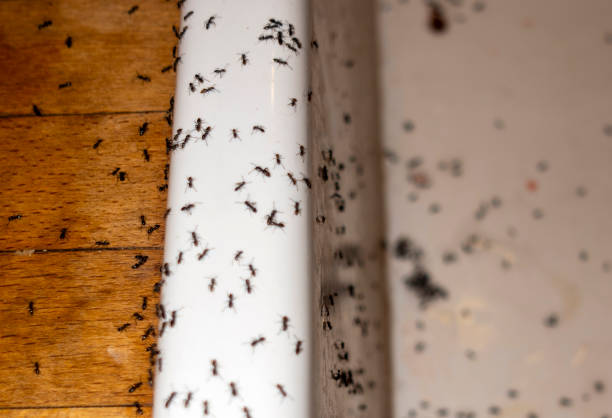 Best Cockroach Control Services  in Hennessey, OK