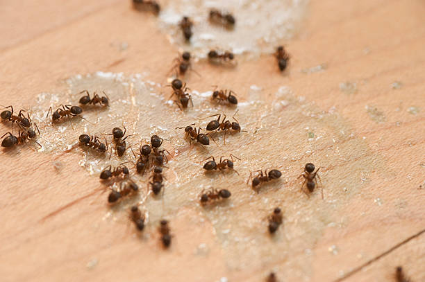 Best Flea Control Services  in Hennessey, OK